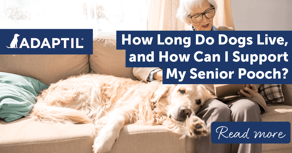 how-long-do-dogs-live-and-how-can-i-support-my-senior-pooch